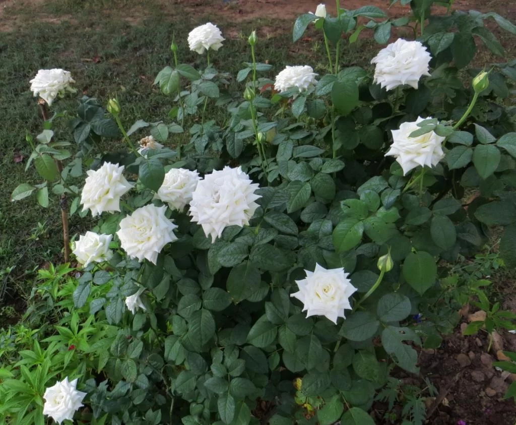 IMG_0083 White rose.webp