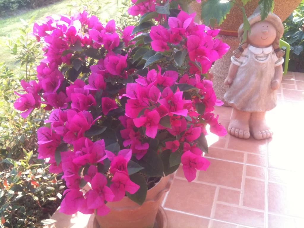 IMG_0090.webp
