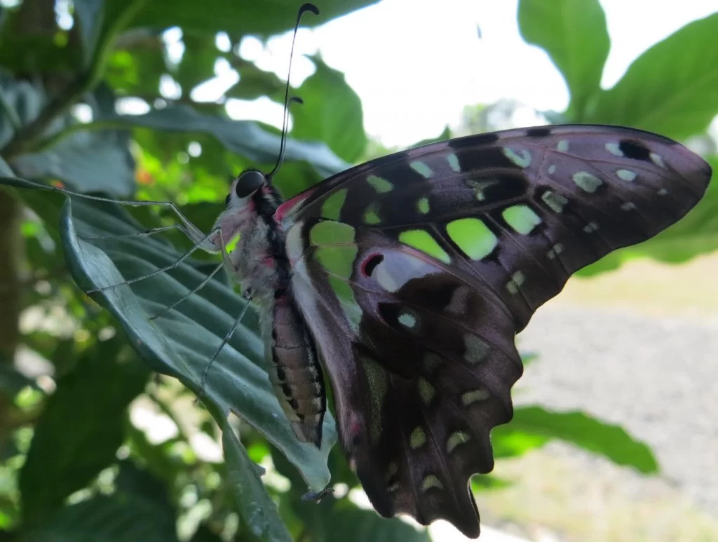 IMG_0184Green Butterfly.webp