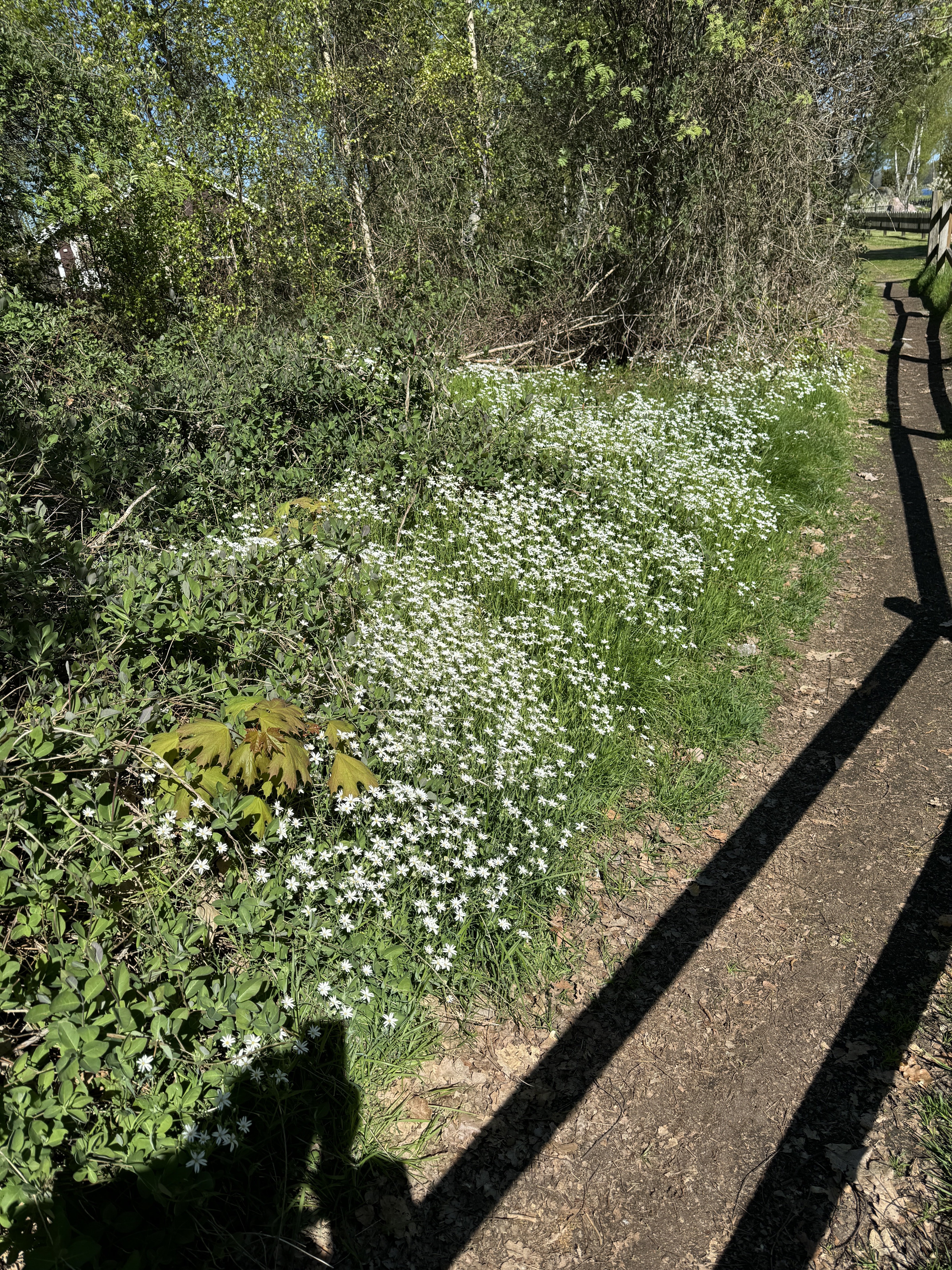 IMG_1282.jpeg