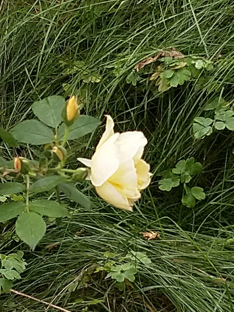 IMG_20190922_081511.jpg
