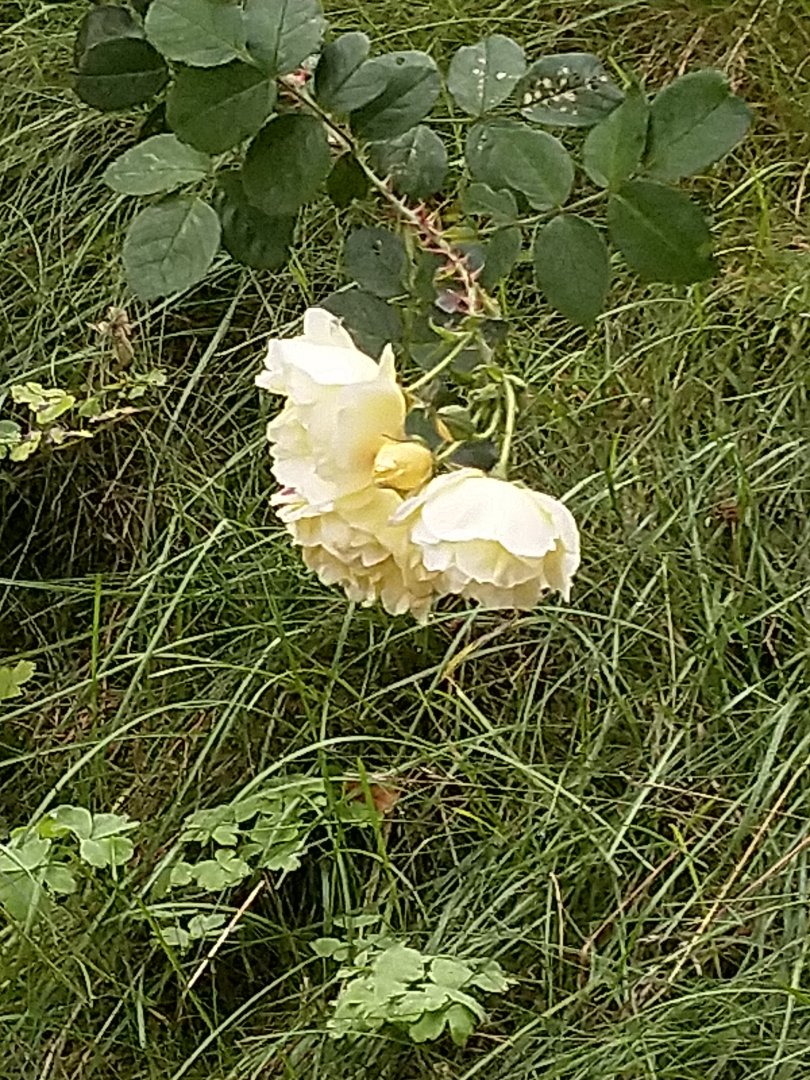 IMG_20190922_081517.jpg