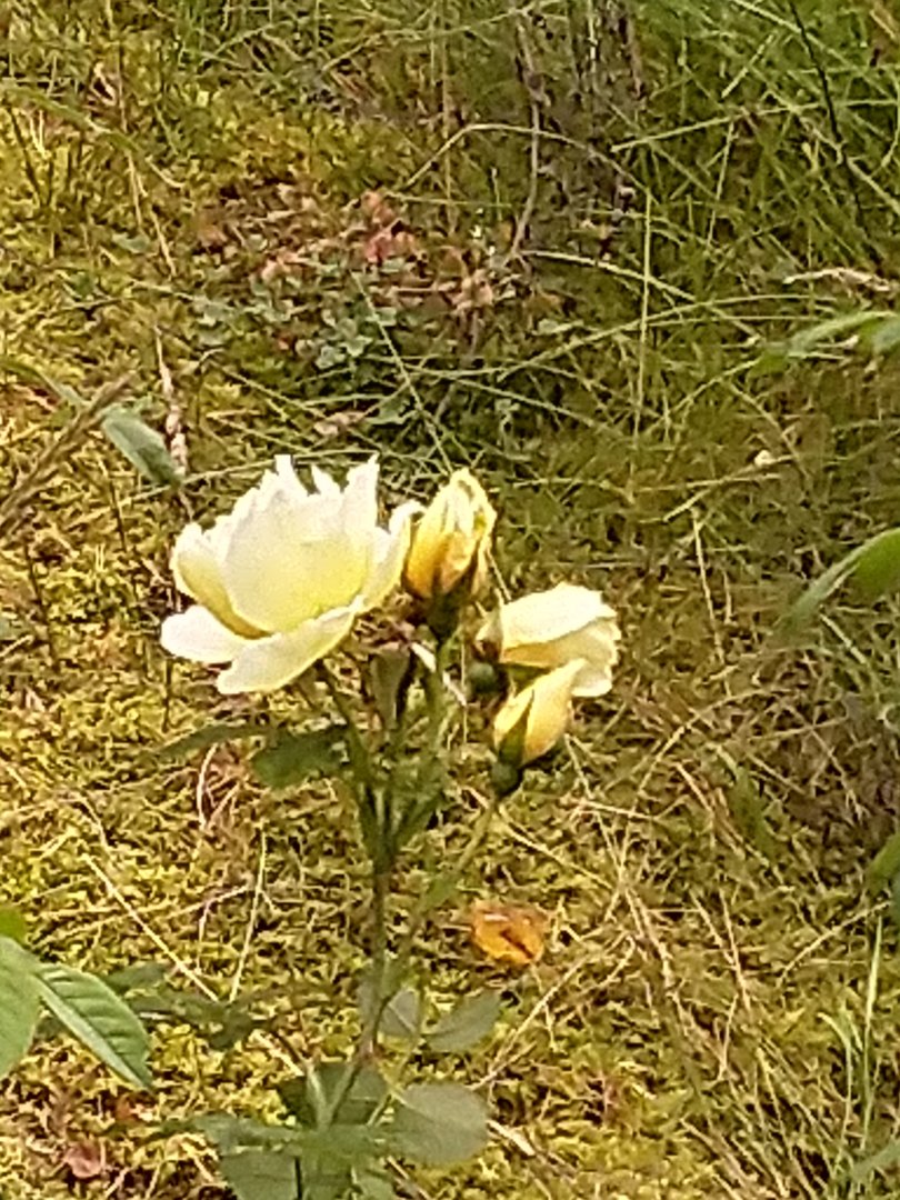 IMG_20190922_081530.jpg