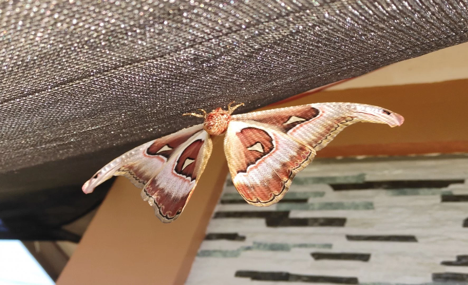 IMG_20201118_081813.webp