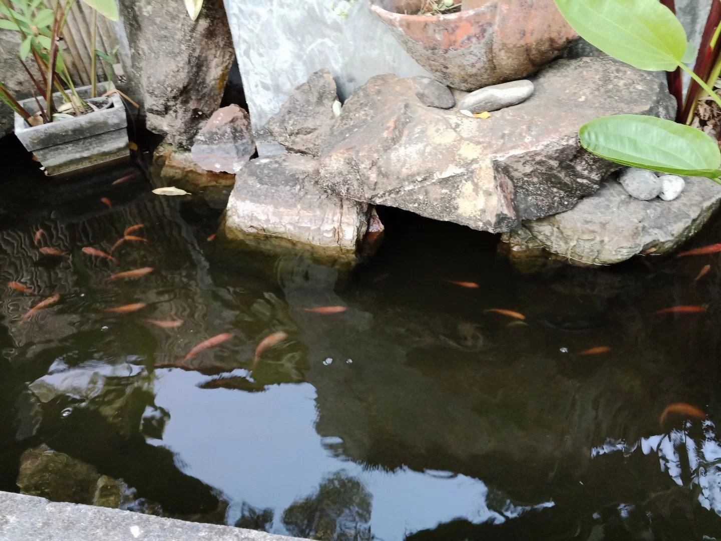 IMG_20210120_074217.webp