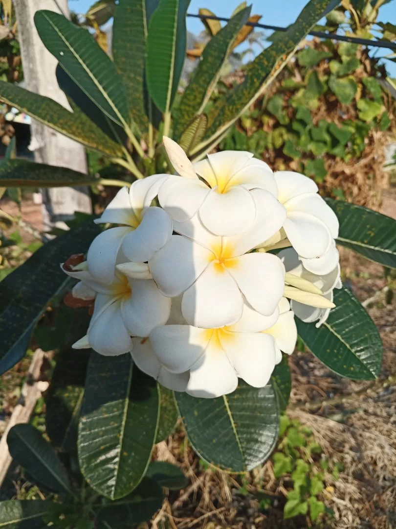 IMG_20210120_074327.webp