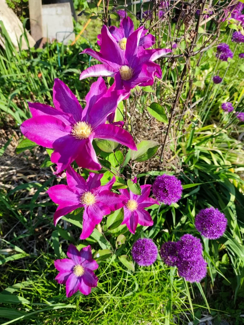 IMG_20210605_075321.webp