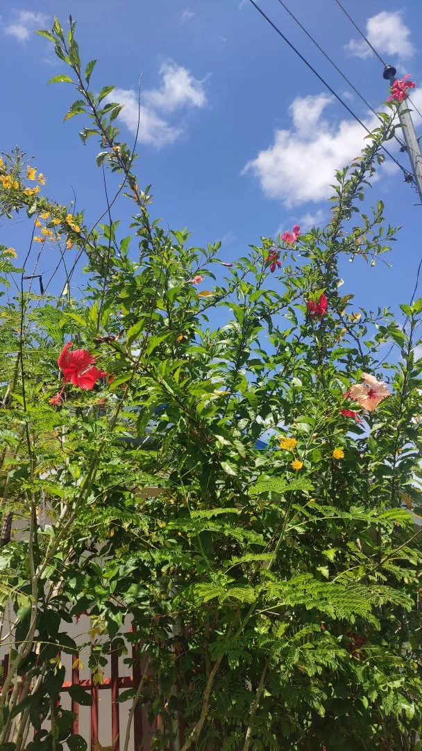IMG_20230313_114631.webp