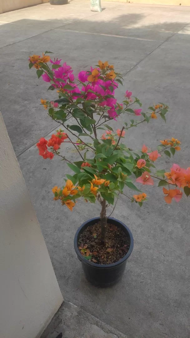 IMG_20230401_092314.webp