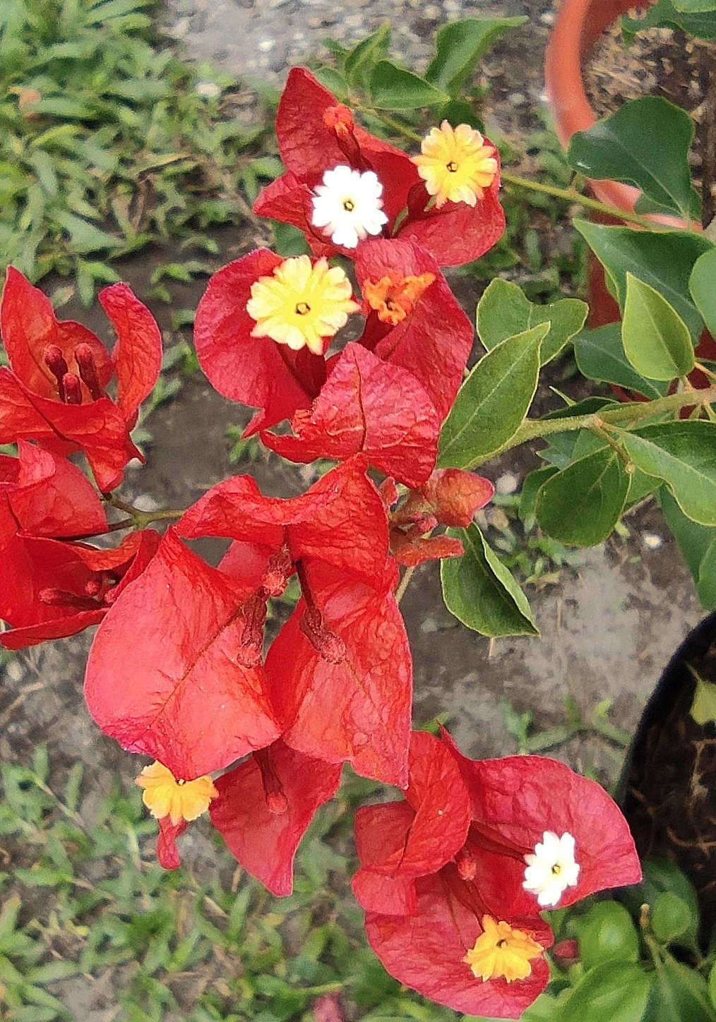 IMG_20250202_123432.webp