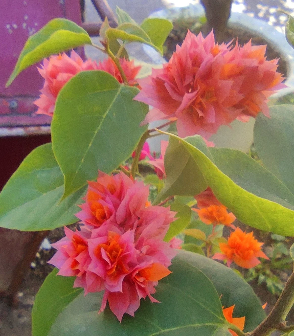 IMG_20250312_090642.webp