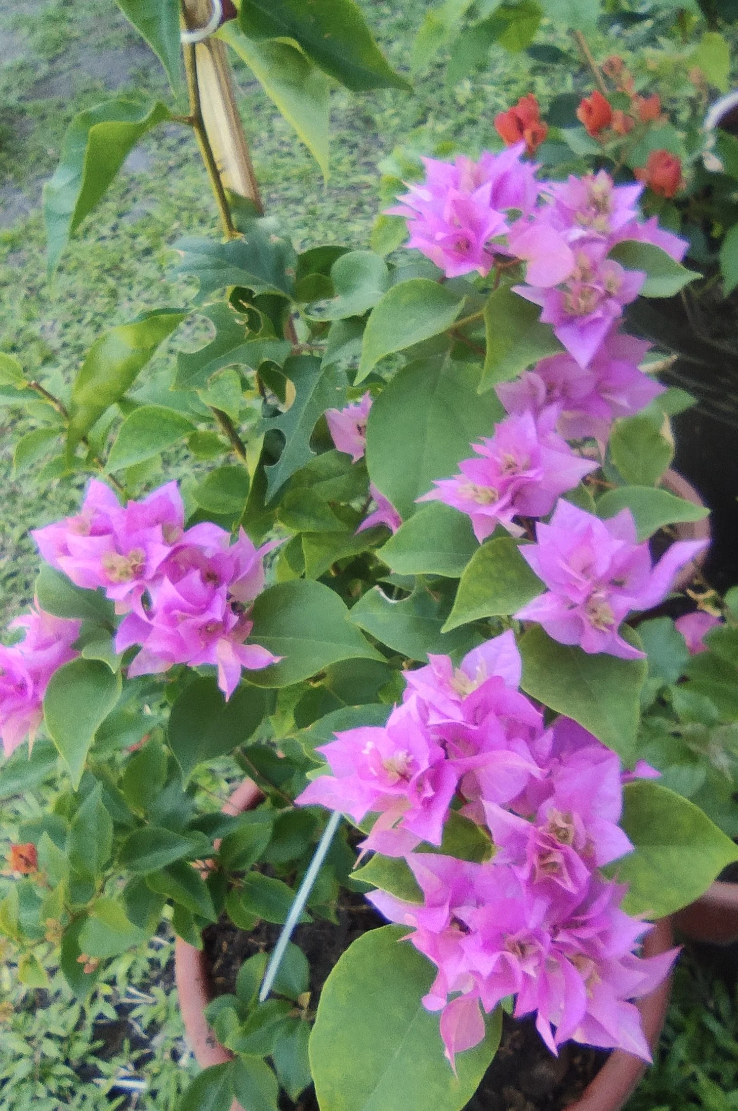 IMG_20250312_090842.webp