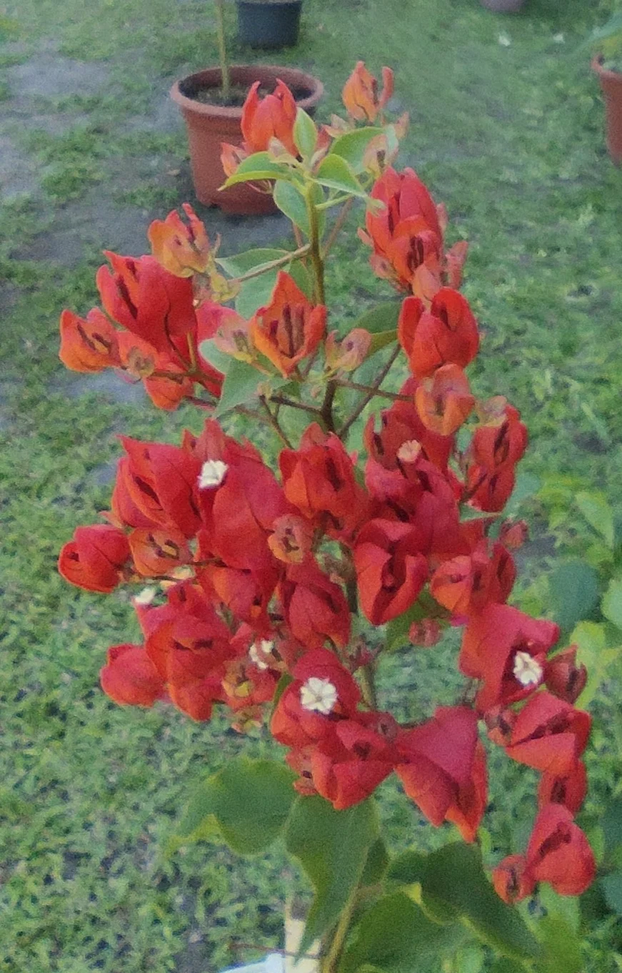 IMG_20250312_090916.webp