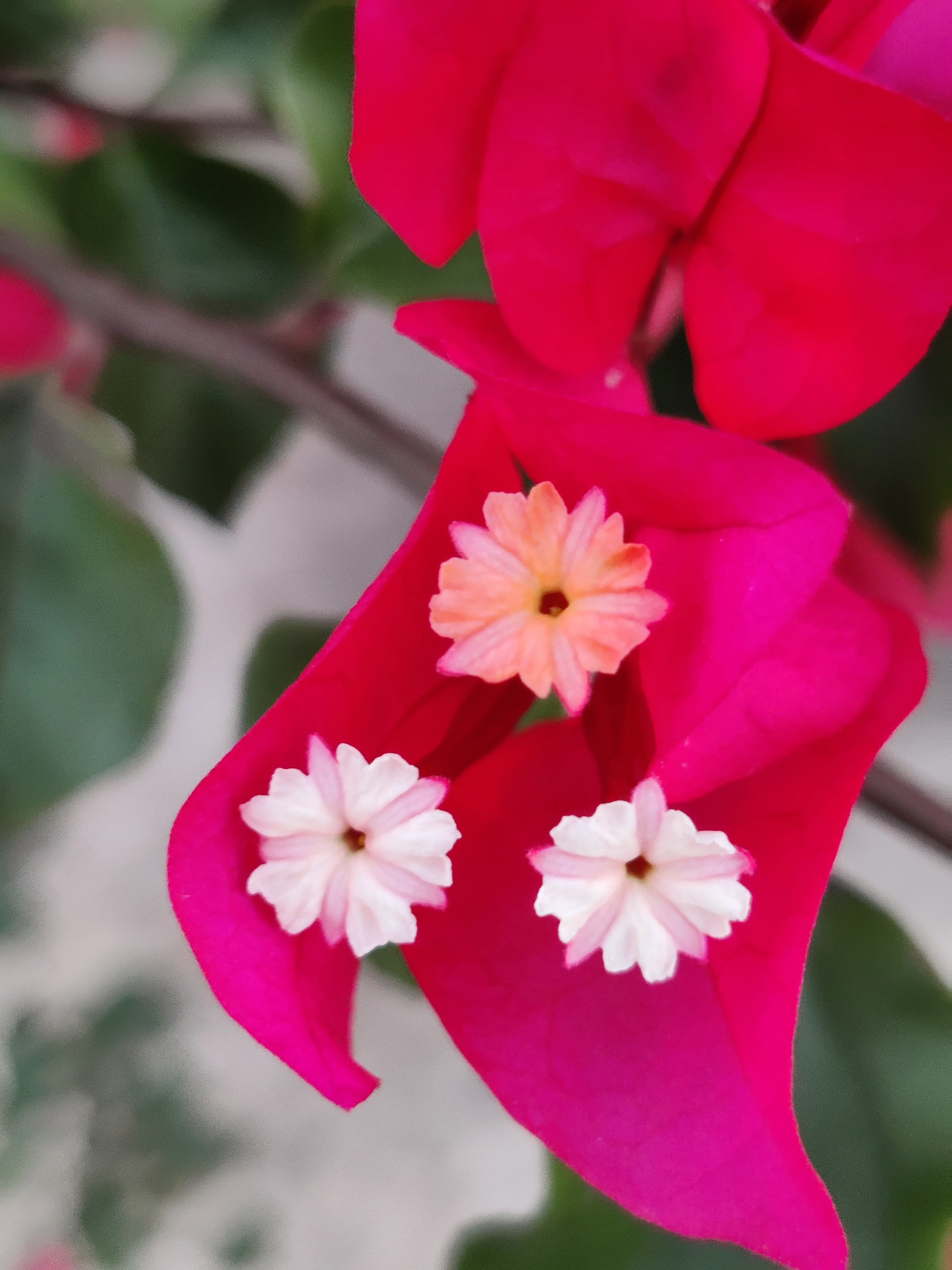 IMG_20250402_181717.webp