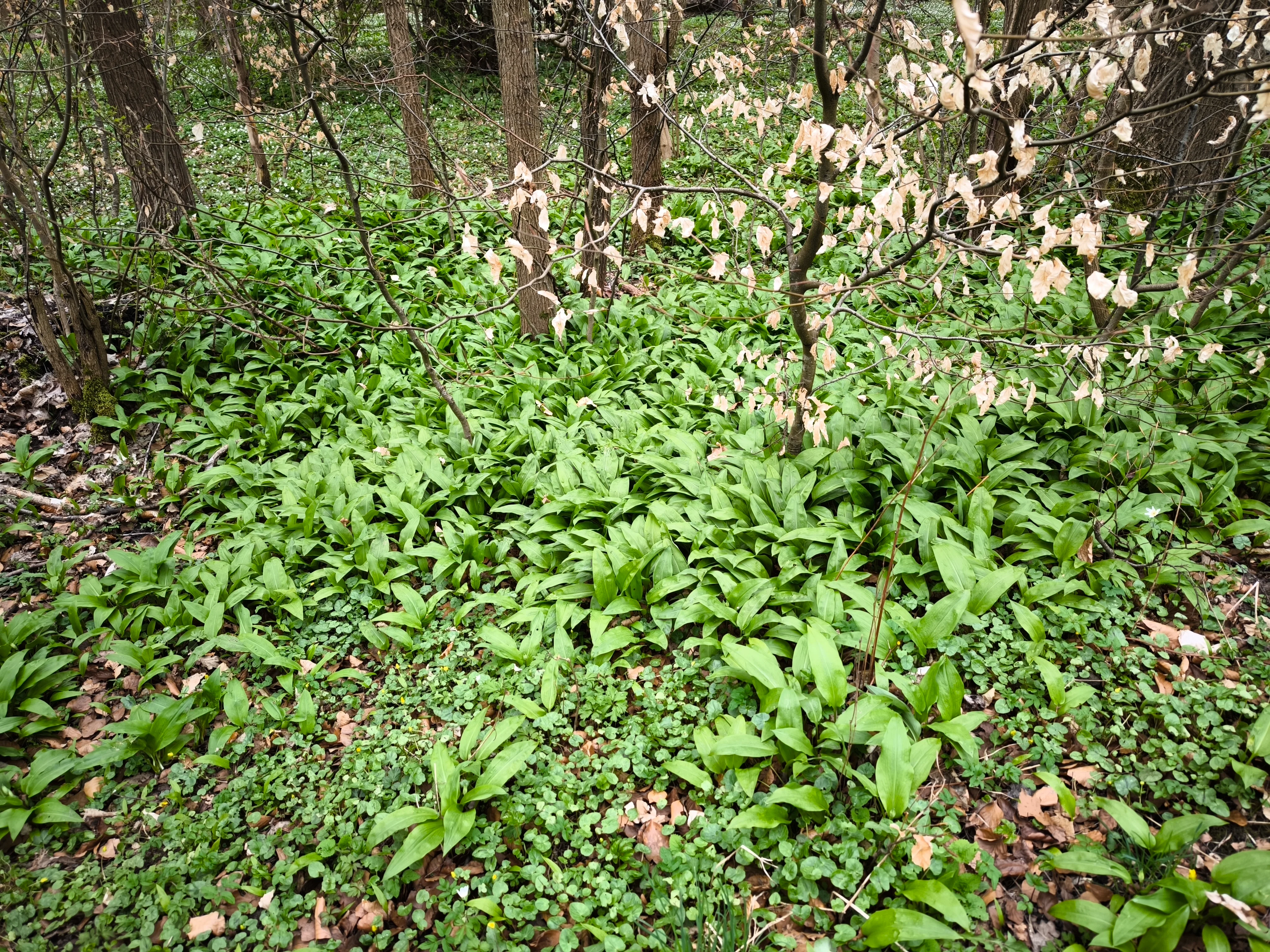 IMG_20250412_123939.webp