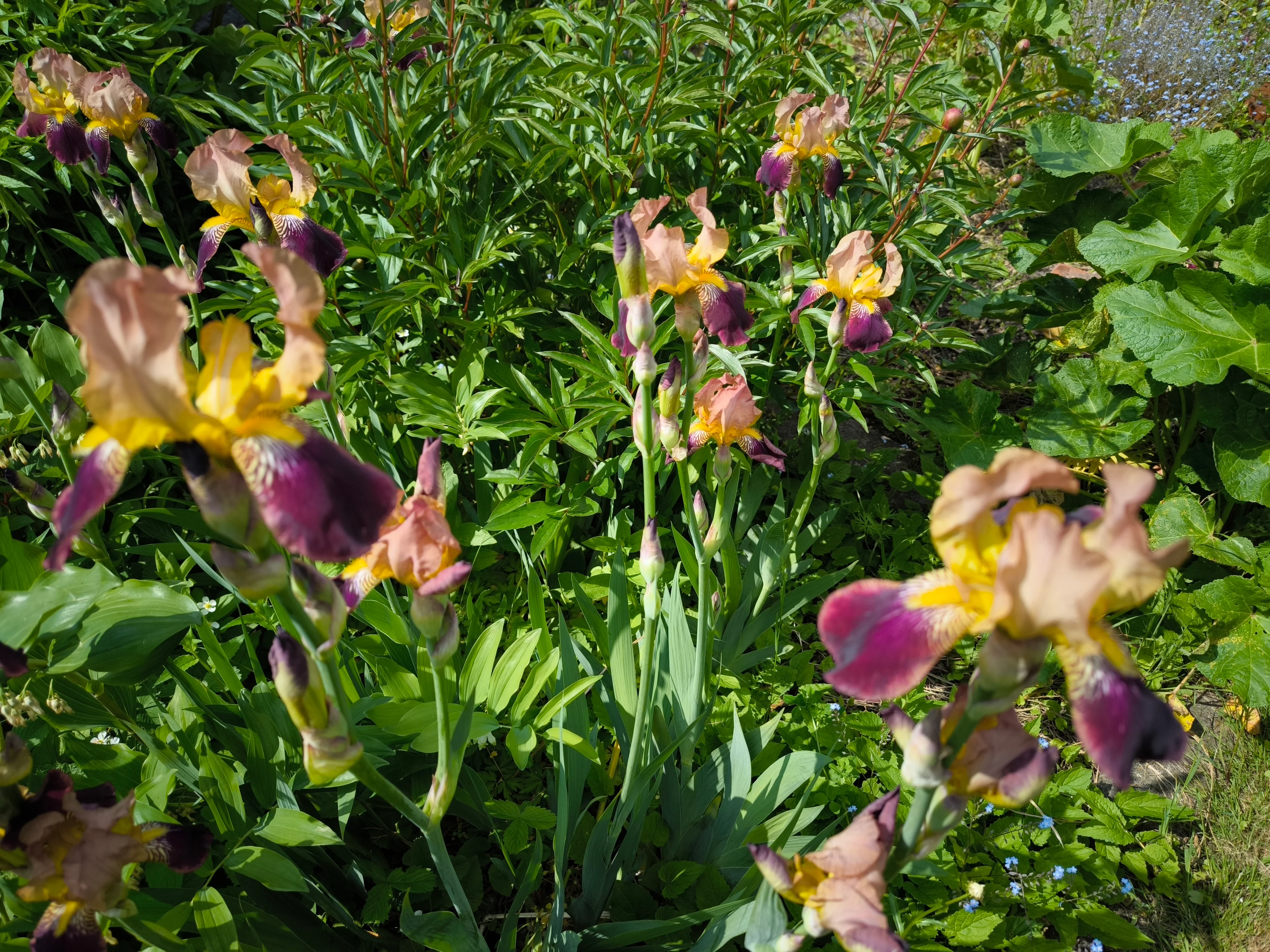 IMG_20250601_143510.webp