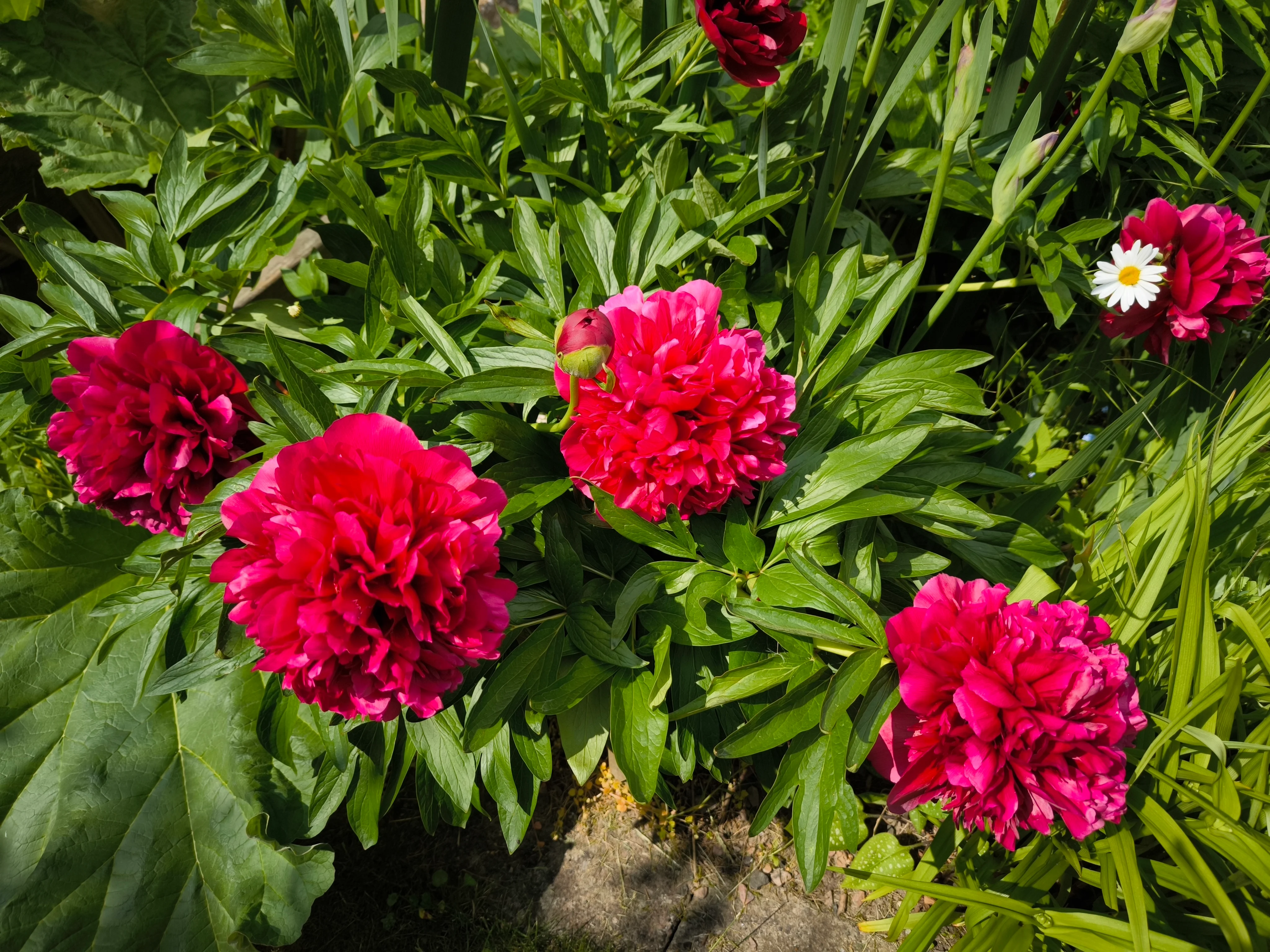 IMG_20250601_143523.webp