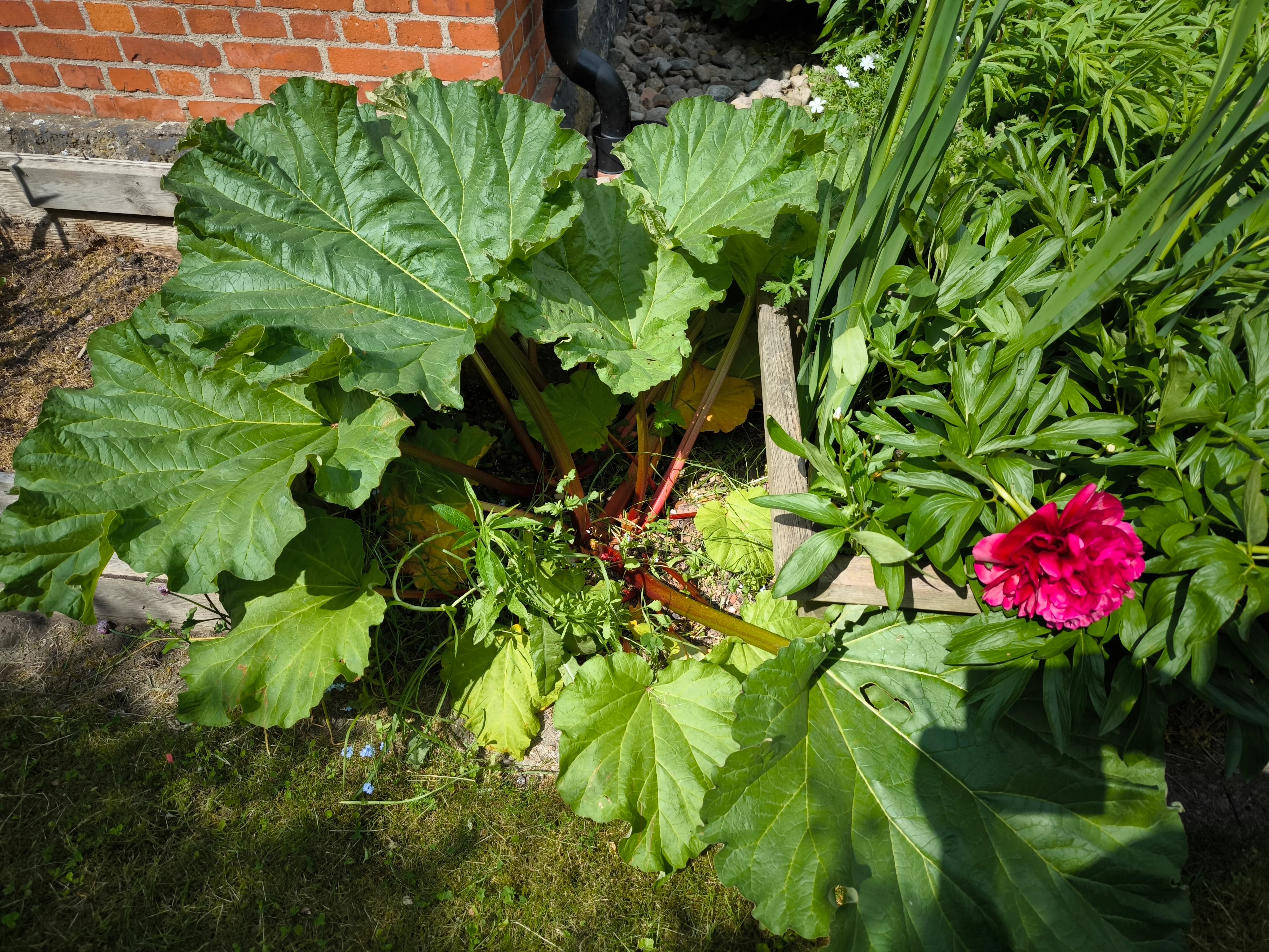 IMG_20250601_143528.webp