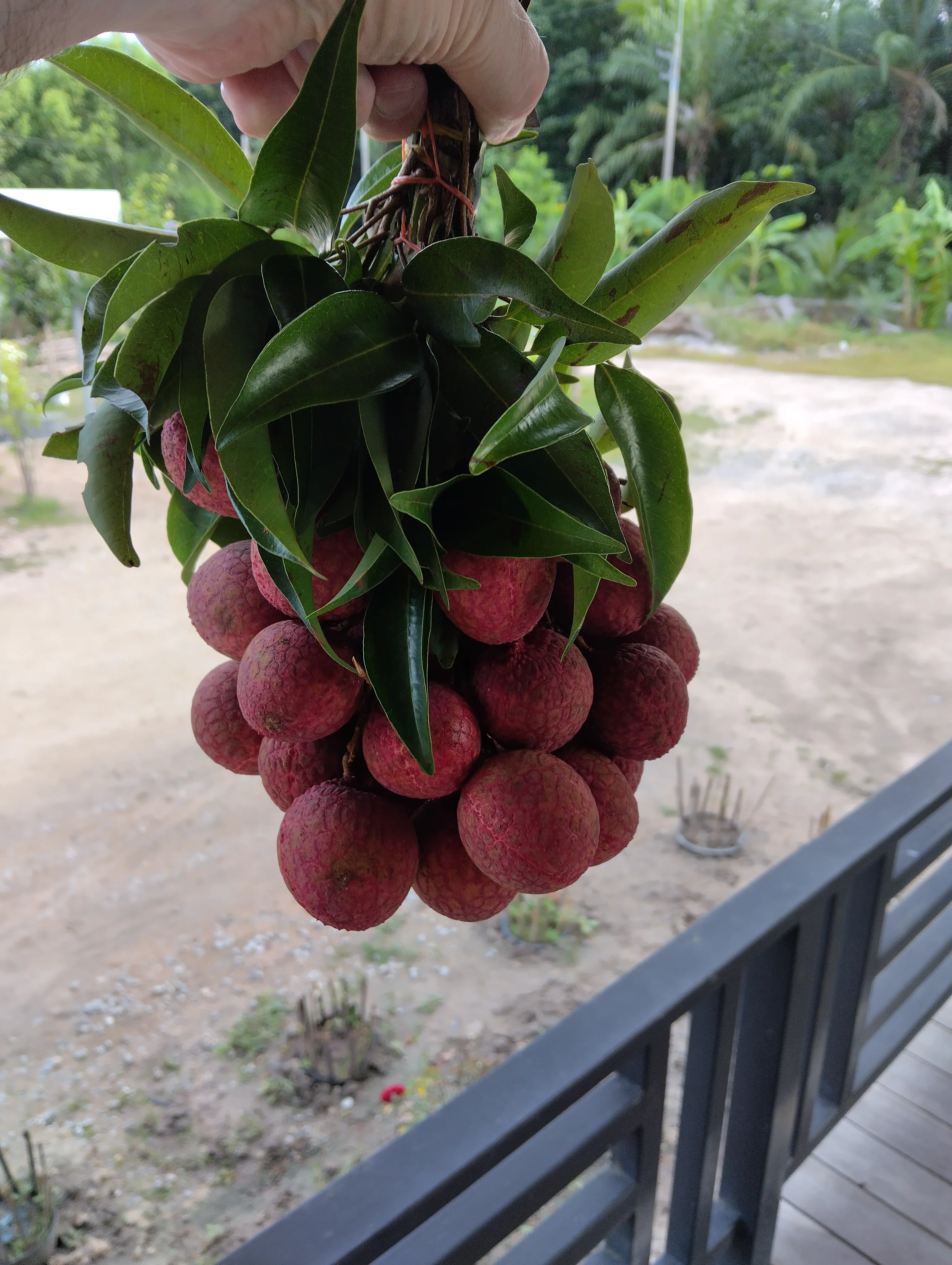 IMG_20250621_070648.webp