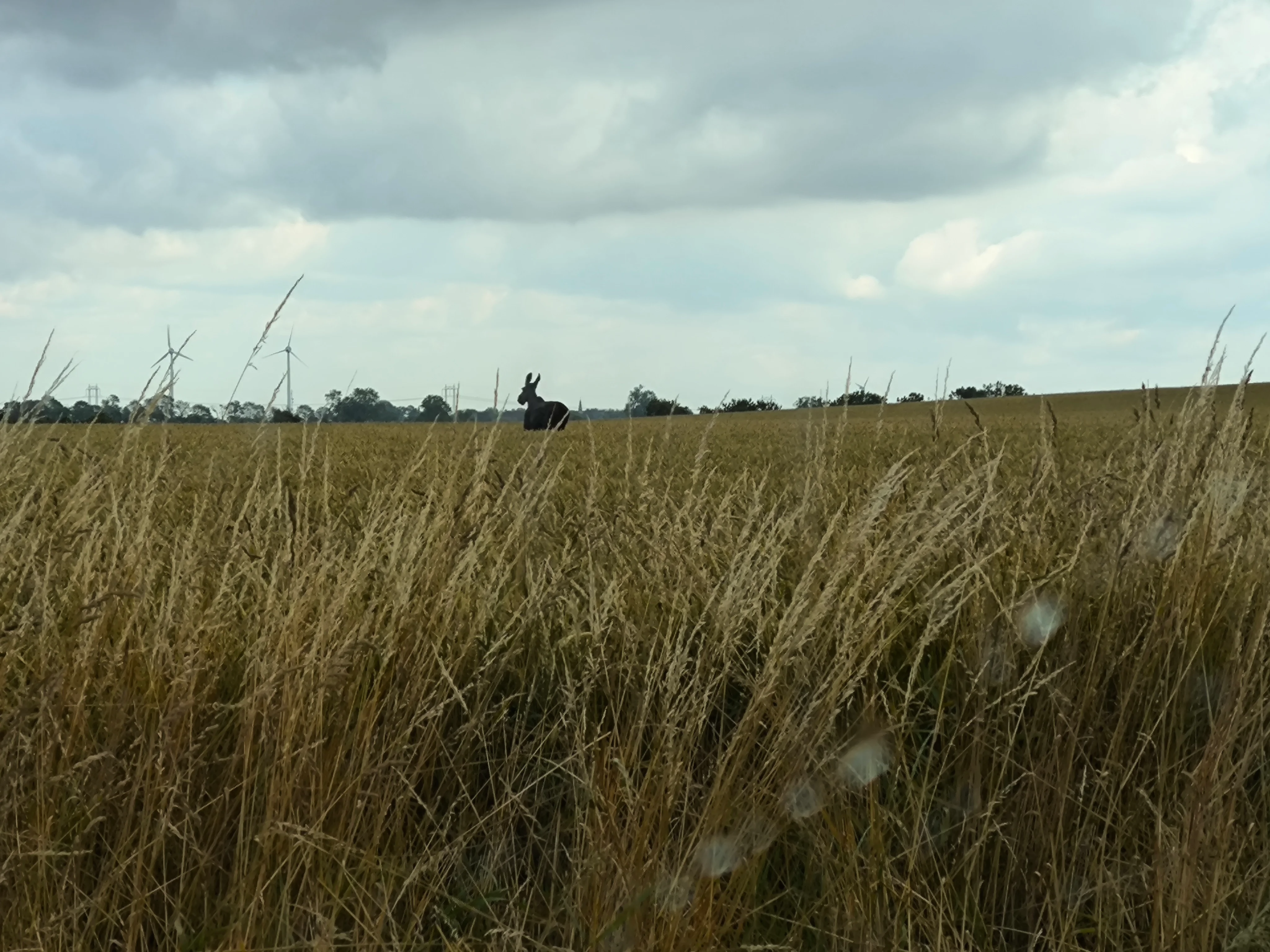 IMG_20250718_163602.webp