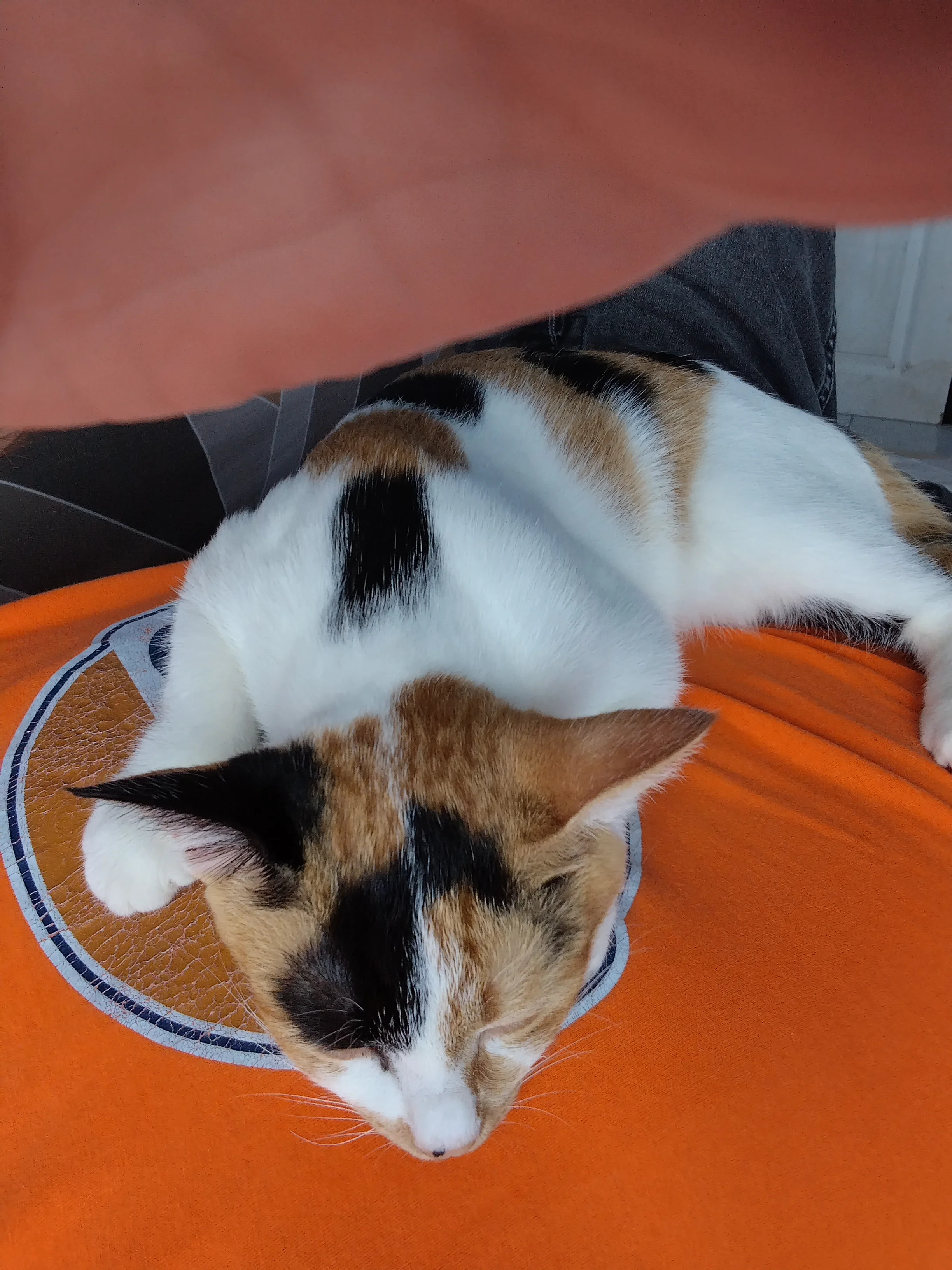 IMG_20250729_094211.webp