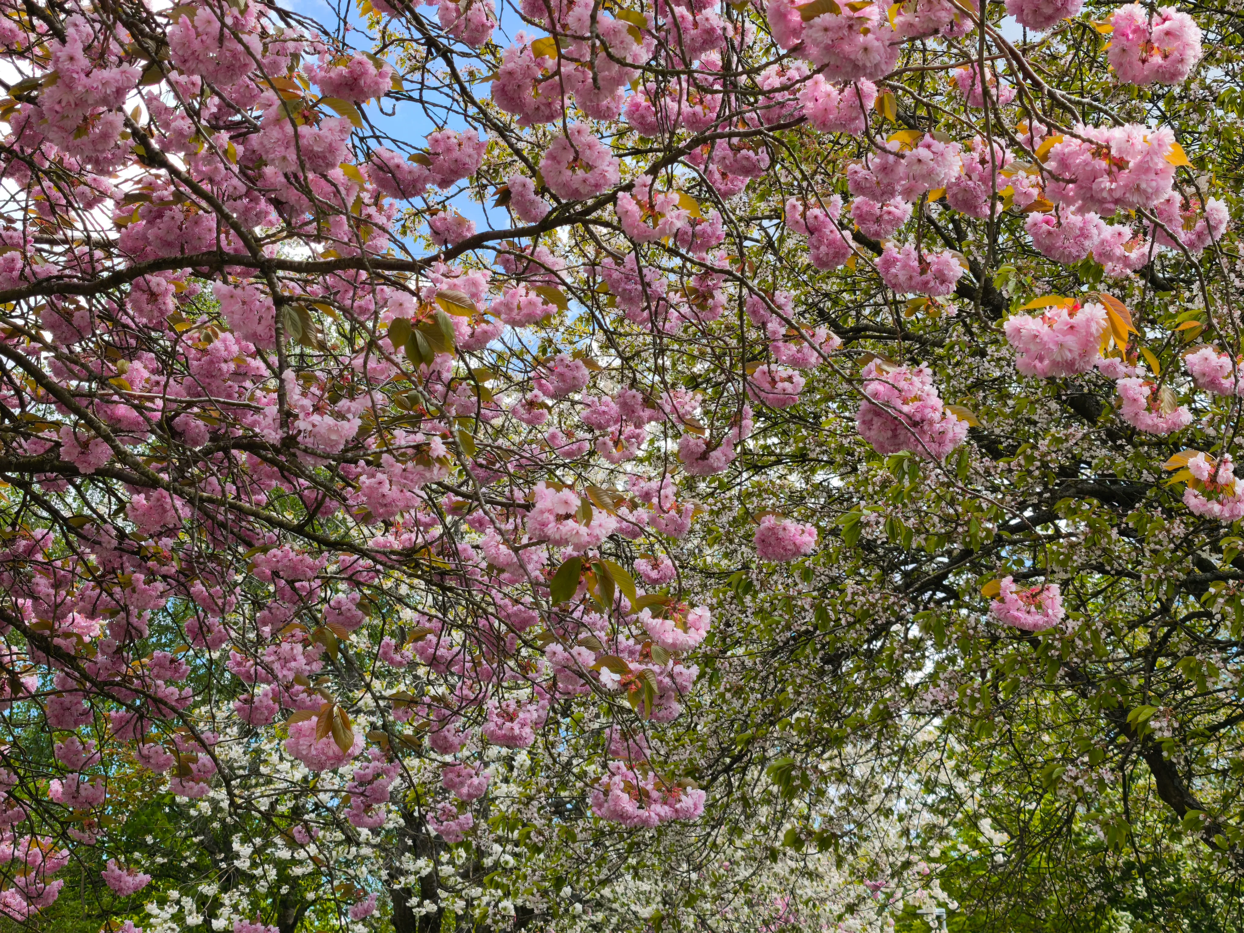 IMG_20260514_125215.webp