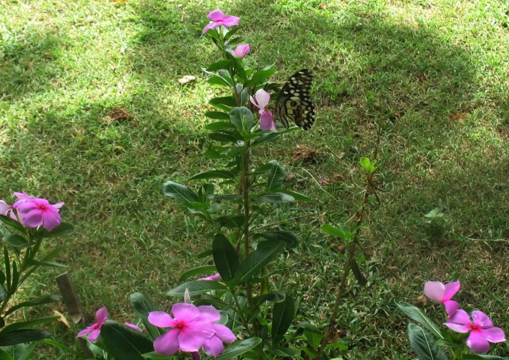 IMG_2757 Butterfly.webp