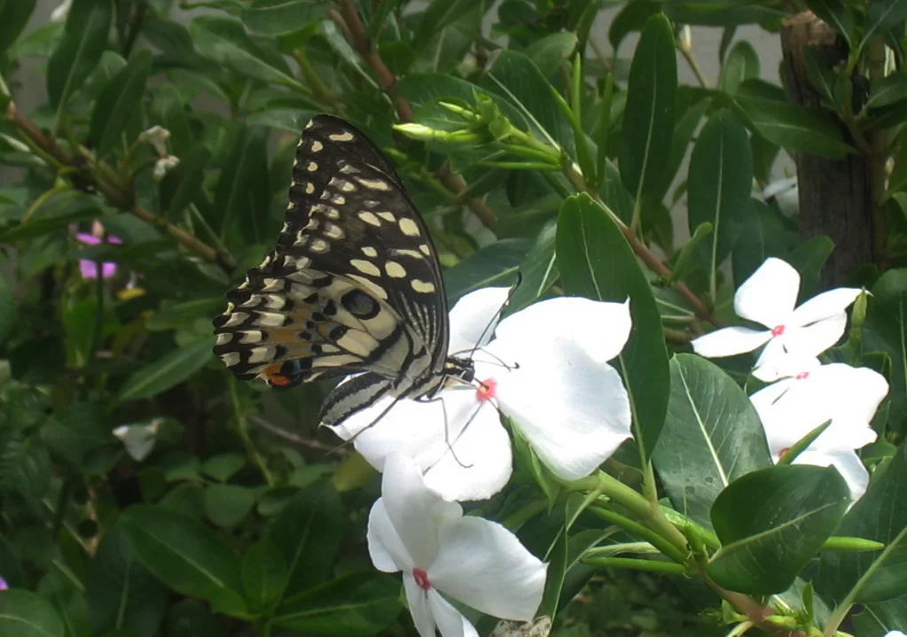 IMG_2770 Butterfly.webp