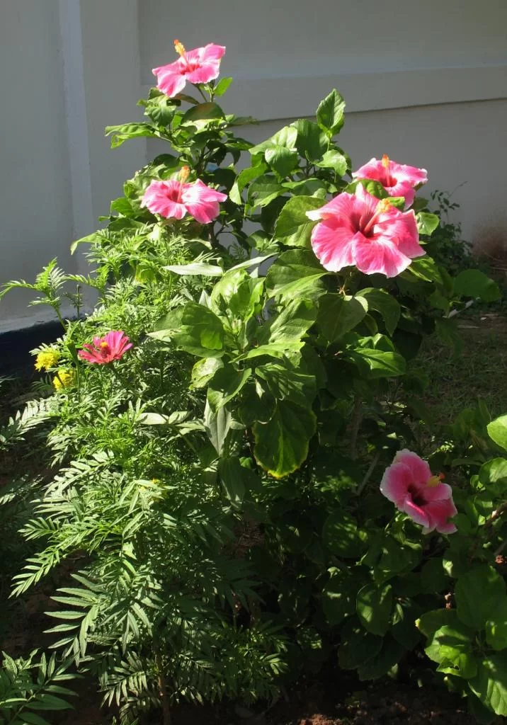 IMG_2782Pink Hibiskus.webp