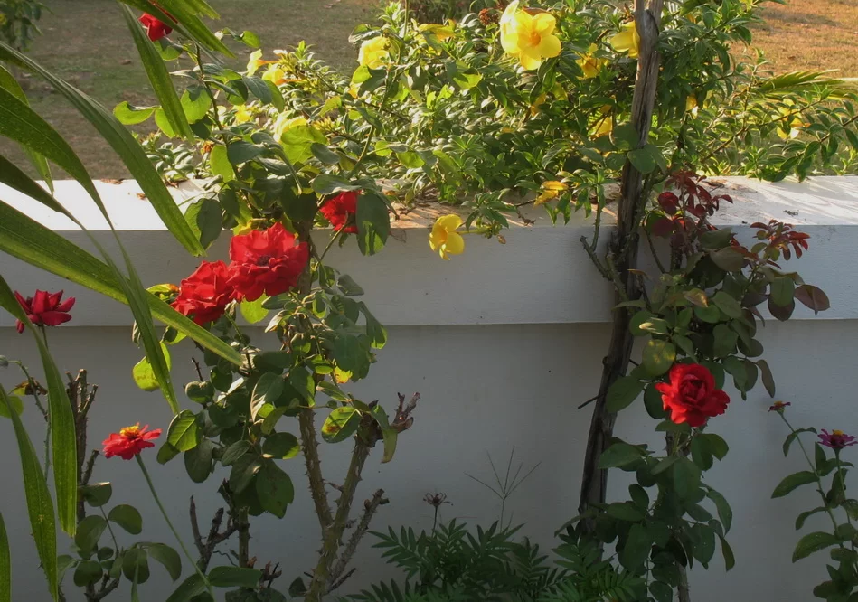 IMG_3056red rose.webp