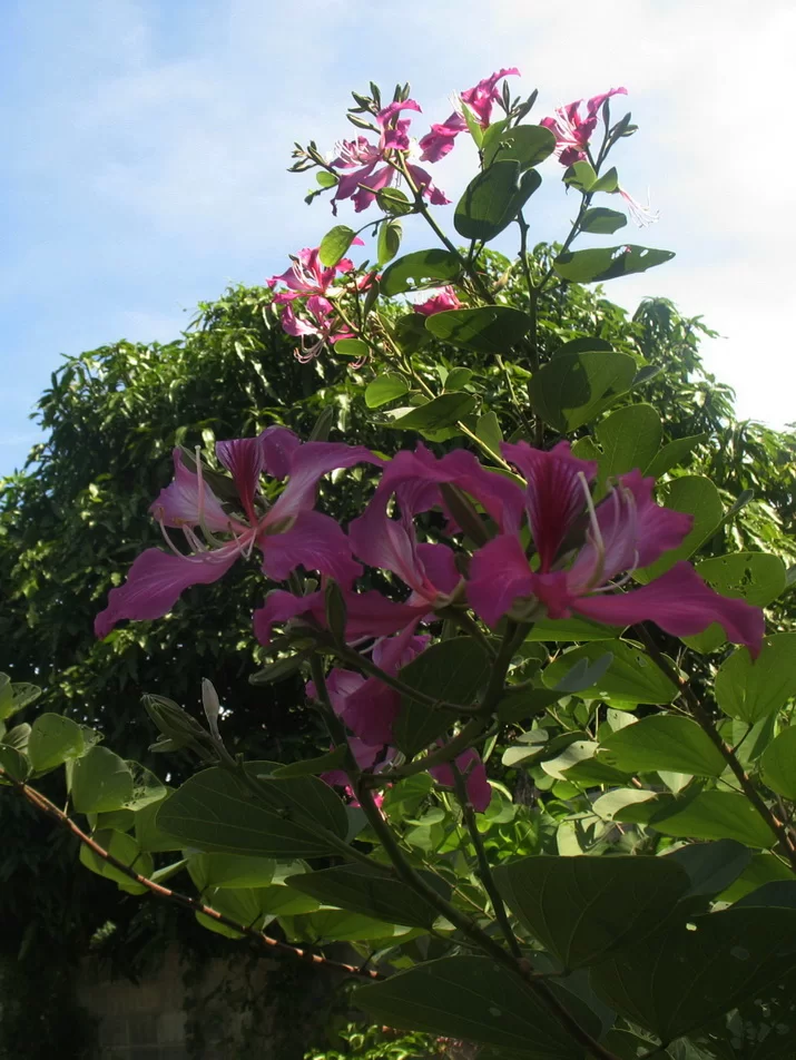 IMG_3170 Violett.webp