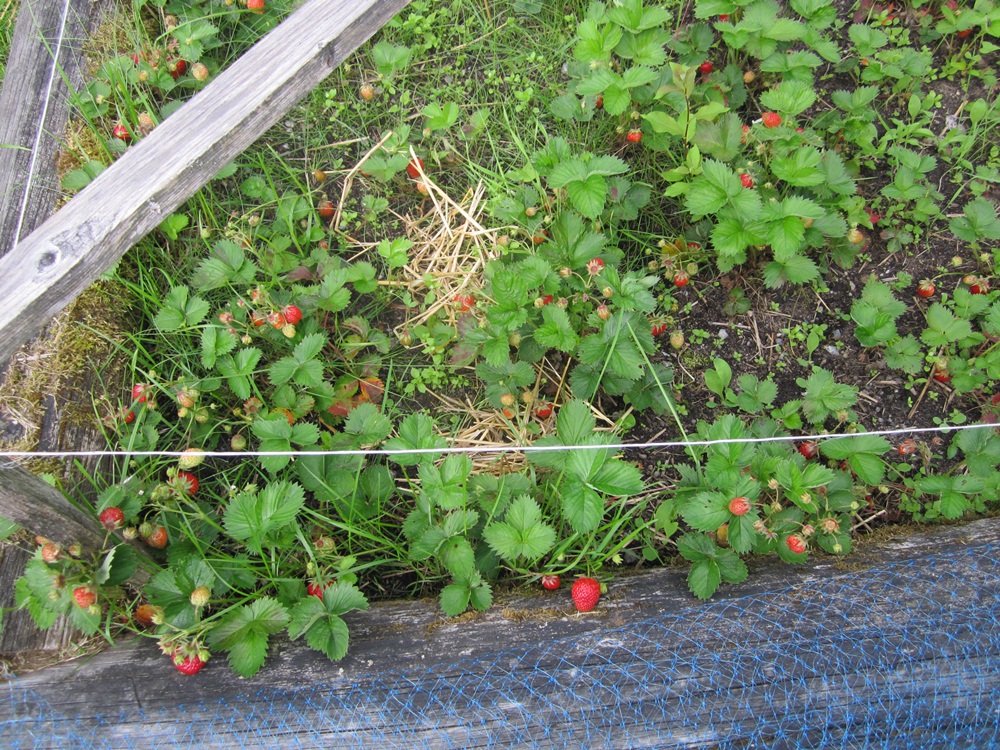 IMG_3986.JPG