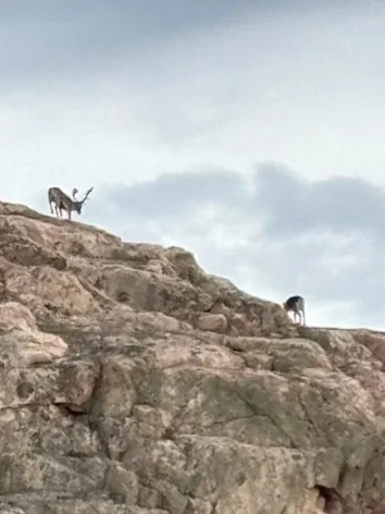 IMG_4137.webp IMG_4137.webp