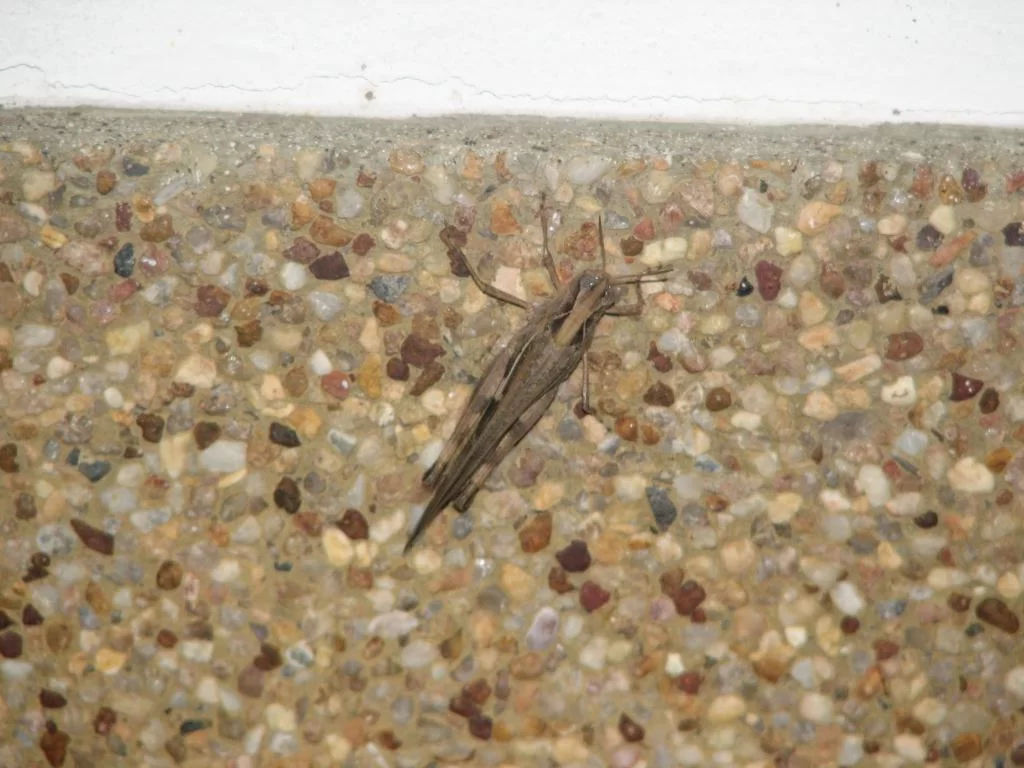 Insekt 46 074.webp