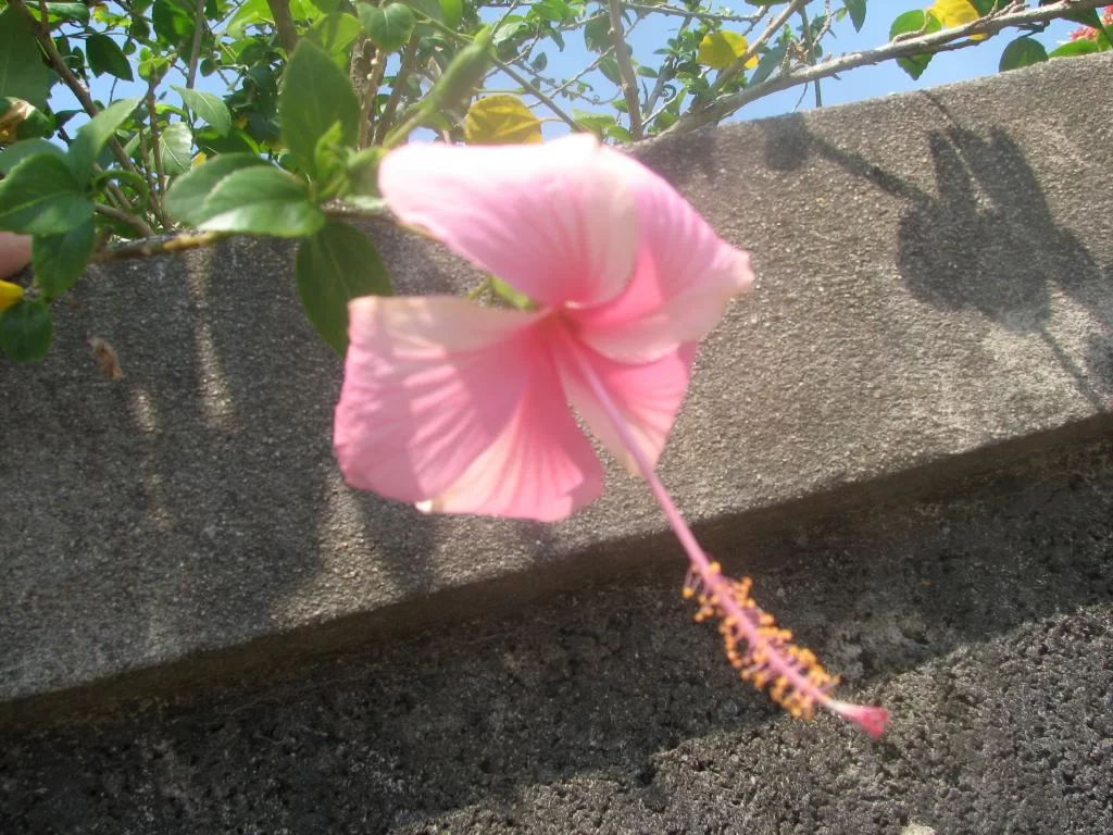 insekt, limofirma 017.webp