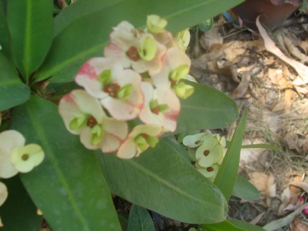 insekt, limofirma 022.webp