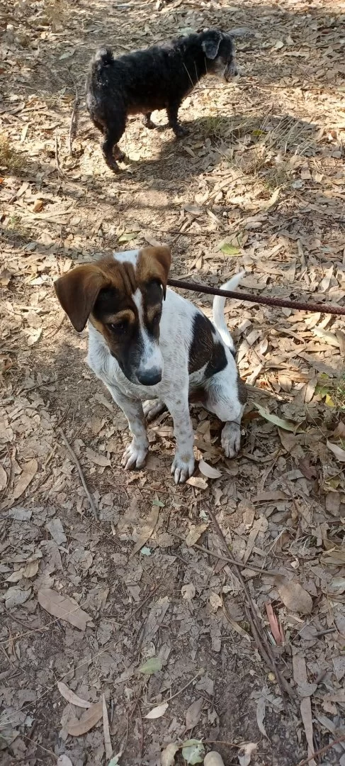 Jack lär sig gå med koppel .jpg