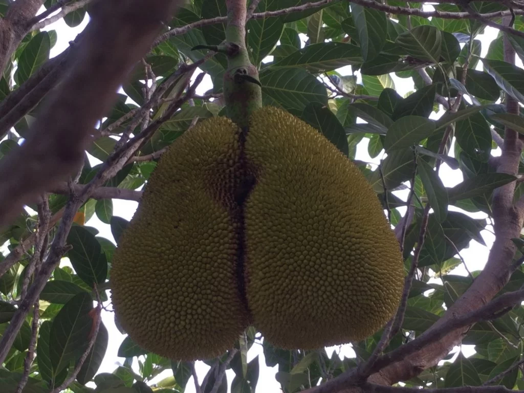 Jackfruit.webp