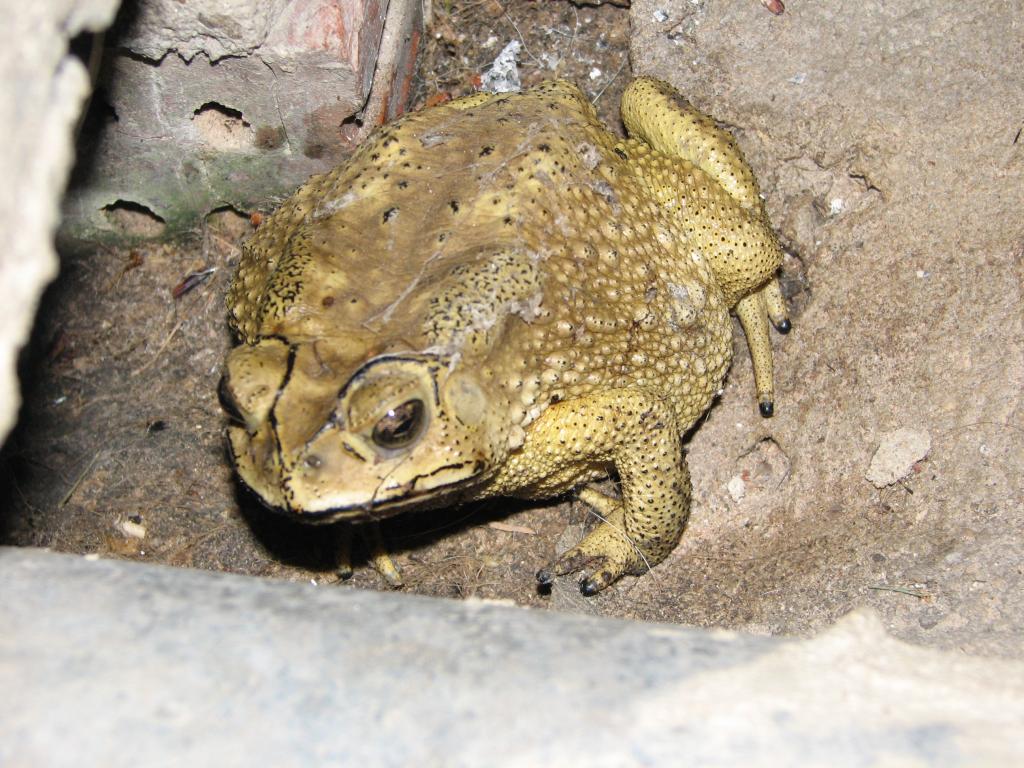 Januari 2011 Luay 042.jpg