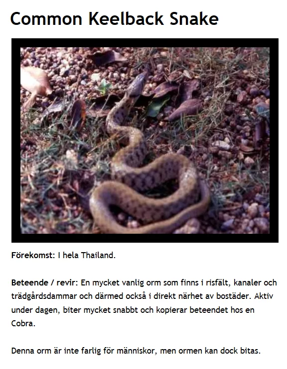 Keelback snake.webp