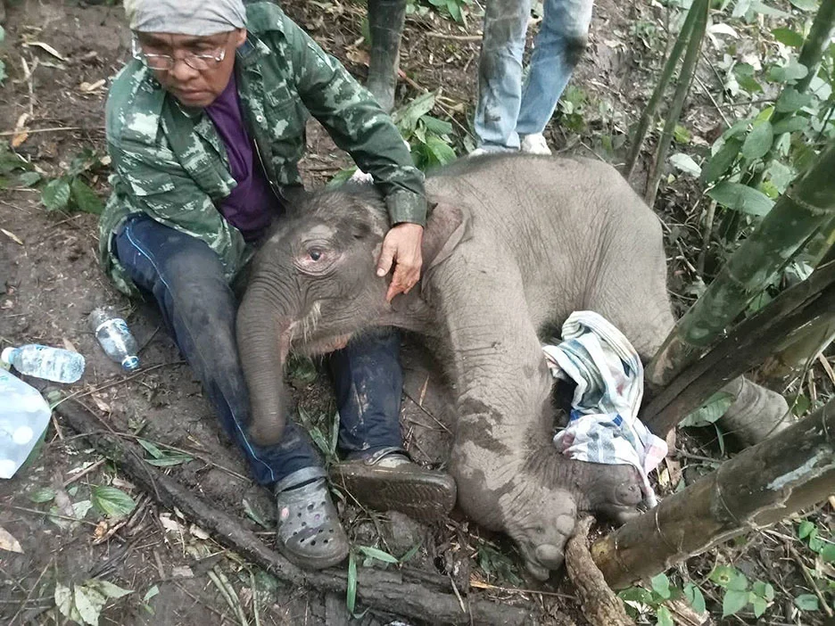 khao-tom-elephant-1.webp