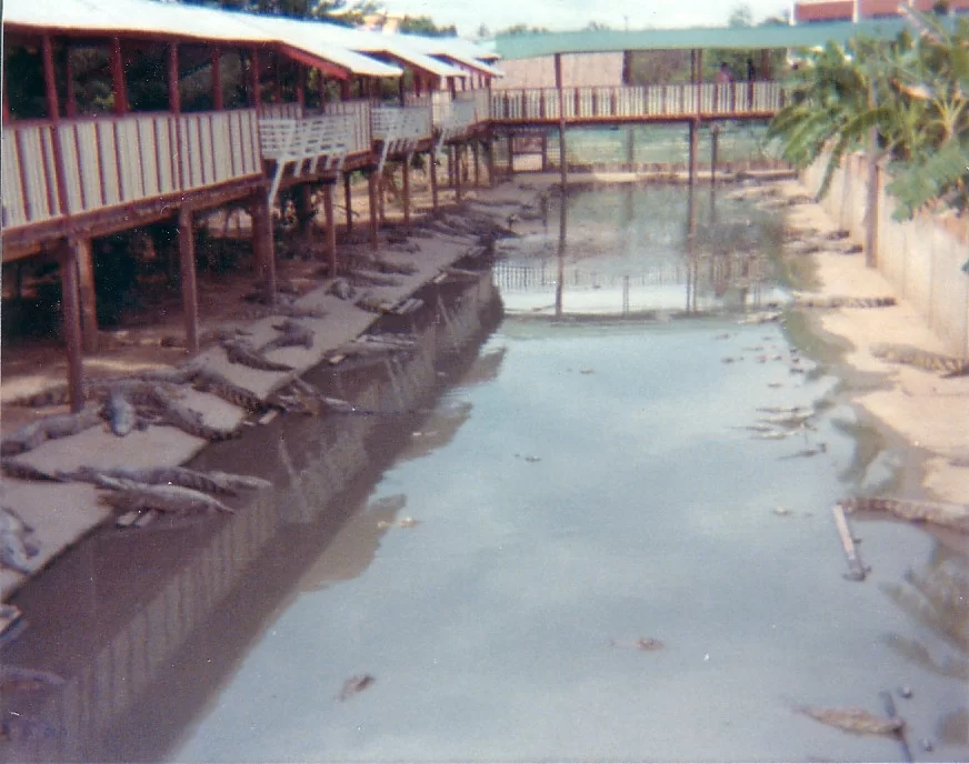 krokodil farmen (2).webp