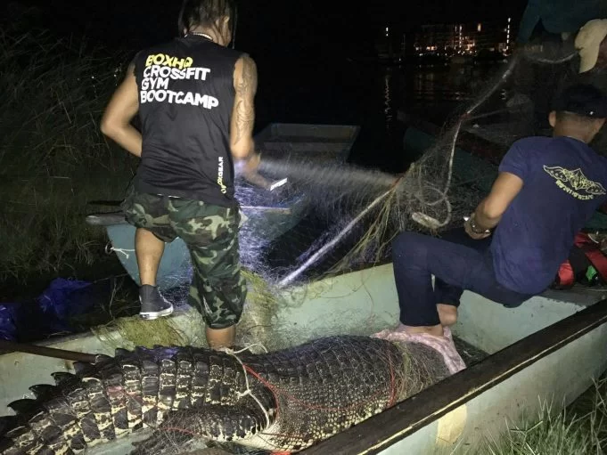 krokodil thalang.webp