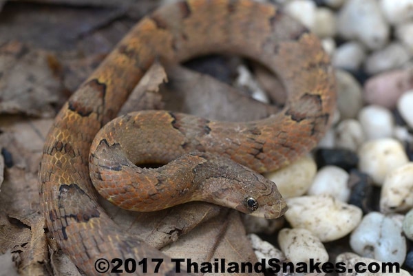 Kukri-Oligodon-Thailand.jpg