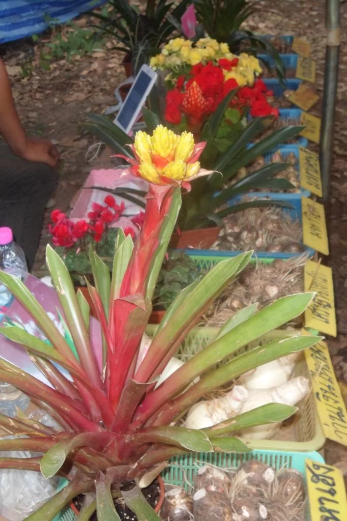 Lantbruk-skola 023.webp