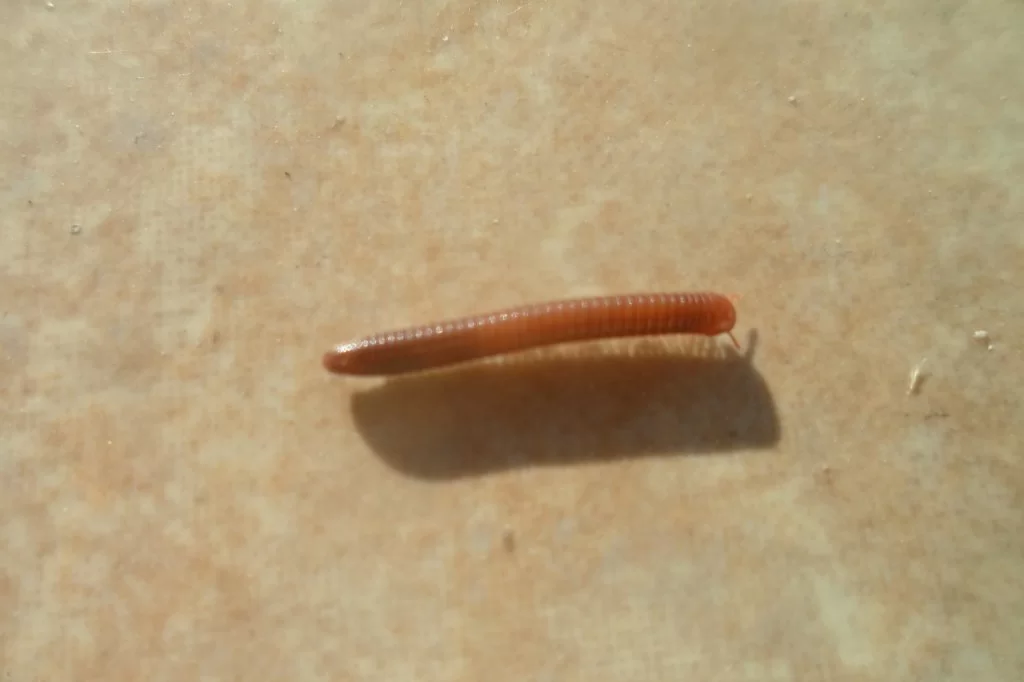 Last tringel 002.webp