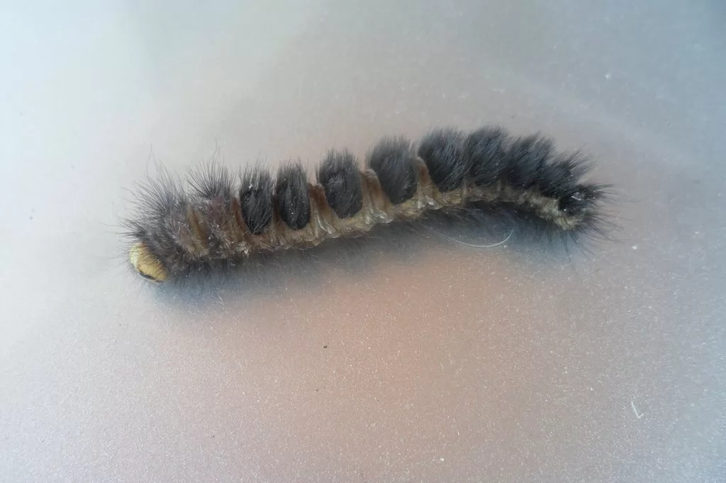 Last tringel 014.webp