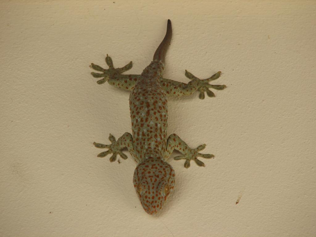 Lizard 030.jpg