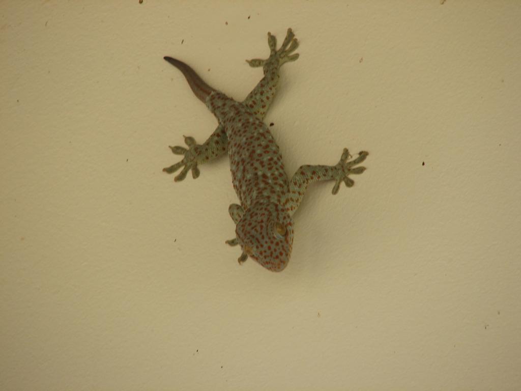 Lizard 047.jpg