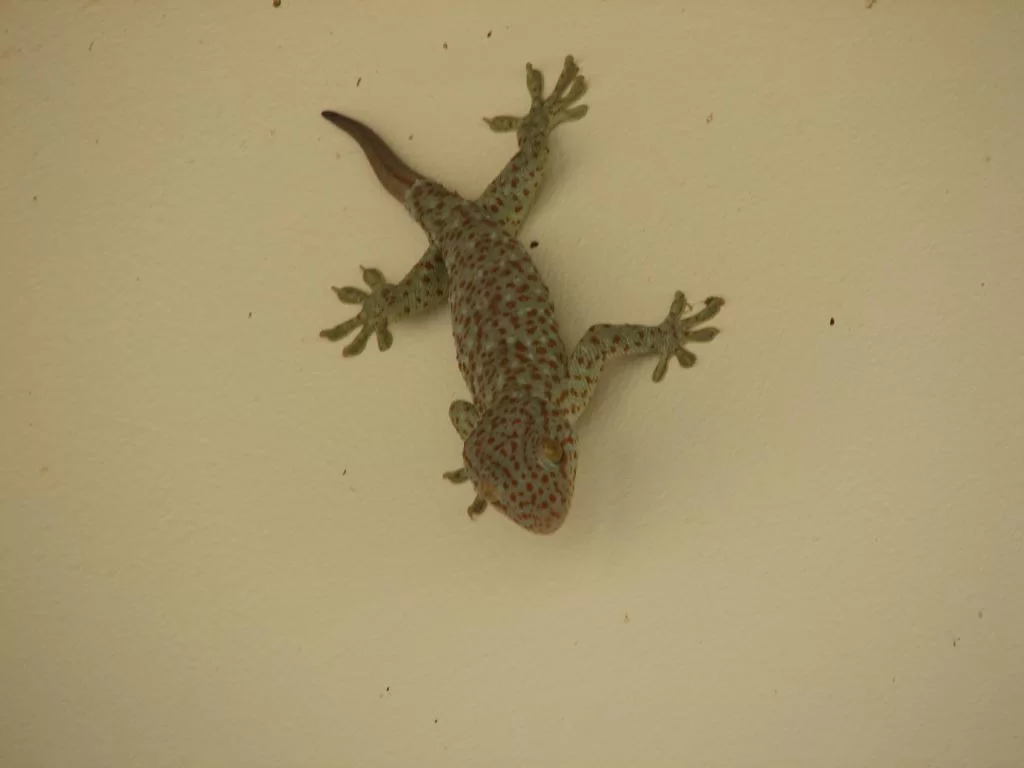 Lizard 047.webp